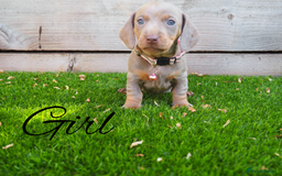 Miniature Dachshund dogs for sale: 3 LEFT- READY TO LEAVE ❤️ Mini Dachshund puppies! - Image 4