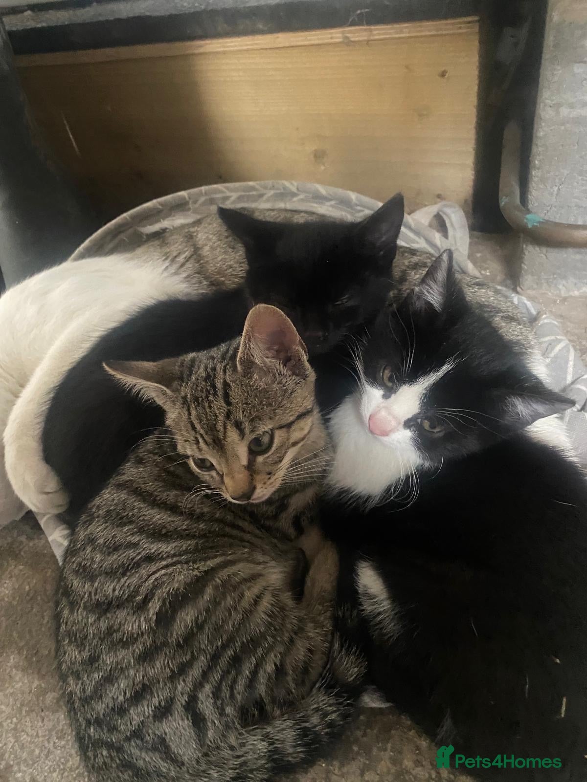Mixed Breed cats 3 females available. Ready to leave now  - Advert 2