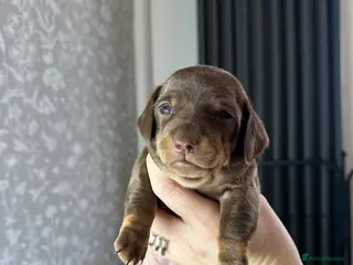Miniature Dachshund dogs 3 beautiful miniature dachshund girls. - Advert 10