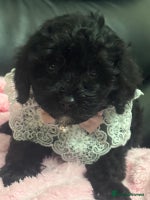 Cavapoo dogs Extensively health tested F1 cavapoo babies - Advert 10