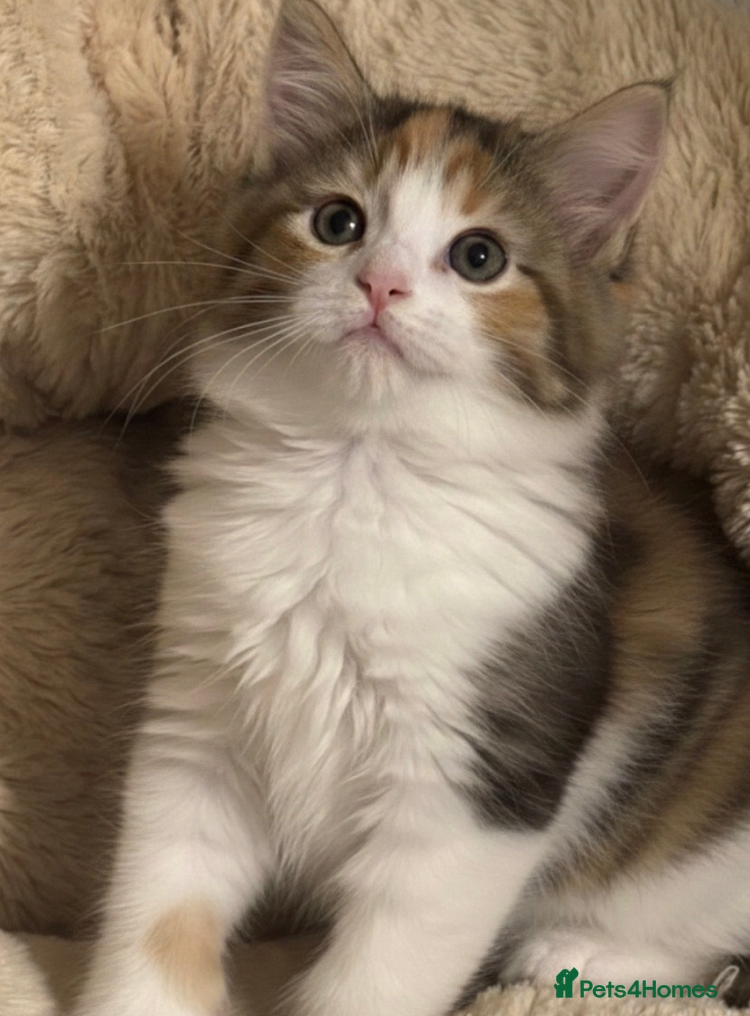 Mixed Breed cats ADORABLE KITTENS READ THIS WEEKEND  - Advert 5