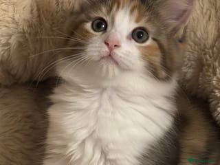 Mixed Breed cats ADORABLE KITTENS READ THIS WEEKEND - Advert 5