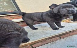 Mixed Breed dogs for sale: Chowxfrenchie Ready for new homes** - Image 14