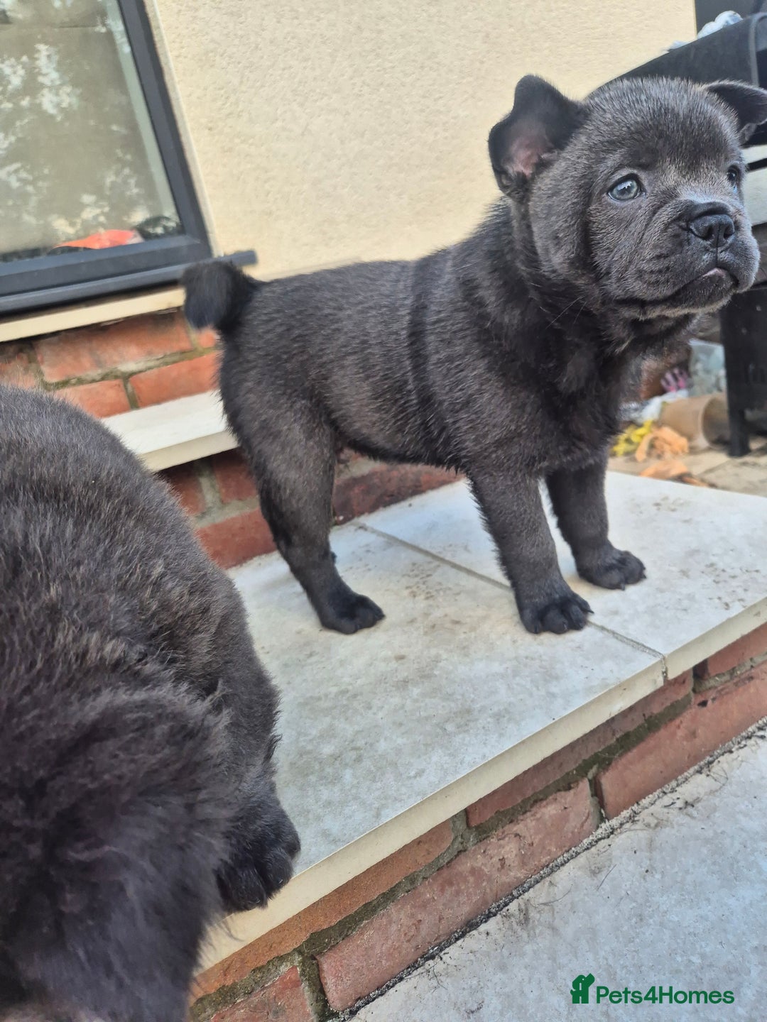 Mixed Breed dogs for sale: Chowxfrenchie Ready for new homes** - Image 14