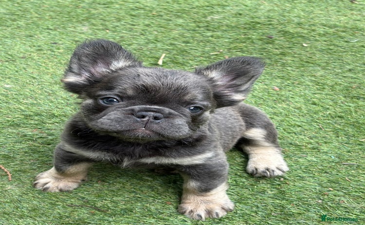 French Bulldog dogs - Advert 8