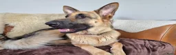Shepsky dogs for sale: Stunning German Shepherd × Husky/Akita Puppies  in Much Wenlock - Advert 9