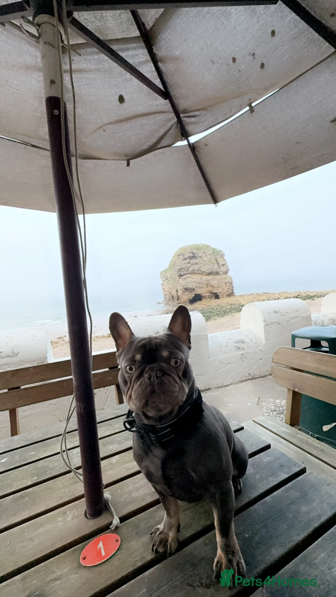 French Bulldog dogs for stud: Stud  - Advert 4