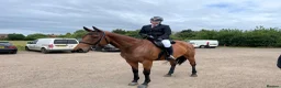 English Thoroughbred horses for sale: Beautiful 17hh Talented All-Rounder - Advert 3