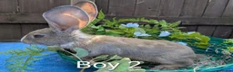 Continental Giant rabbits for sale: Continental Giant babies - Advert 2