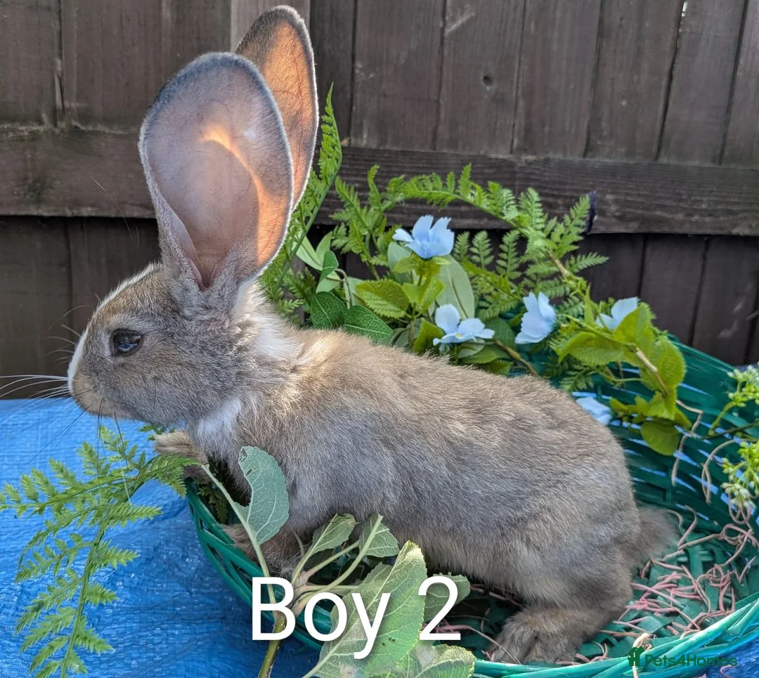 Continental Giant rabbits for sale: Continental Giant babies - Advert 2