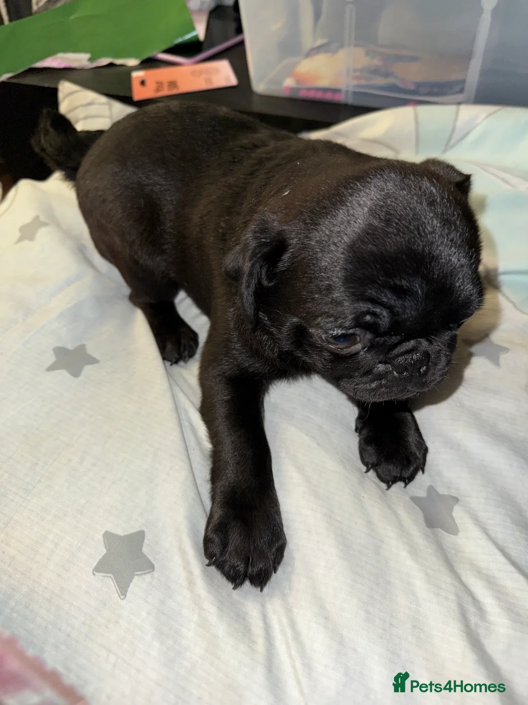 Pug dogs for sale: 3 beautiful pug puppies - Advert 8