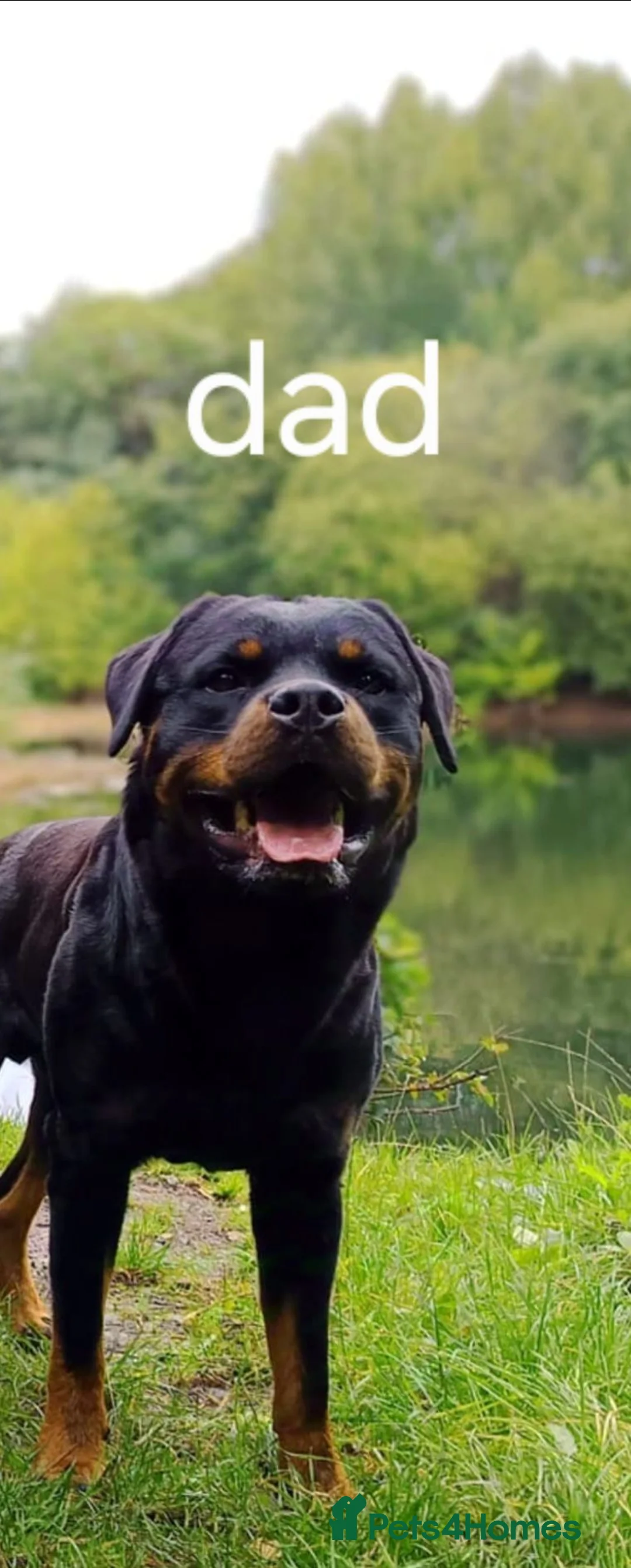 Rottweiler dogs for sale: 3 rottweiler pups left - Advert 2