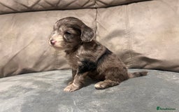 Cockapoo dogs for sale: 🐶F1 Cockerpoo Pups – Merle, Chocolate, Apricot 🐶 - Image 26