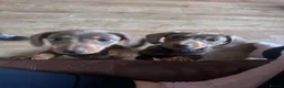 Miniature Dachshund dogs for sale: Dachshund puppies.. miniature  - Advert 4