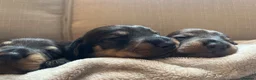 Dachshund dogs for sale: Wire-haired Dachshund Puppy for Sale in Ballater - Advert 4