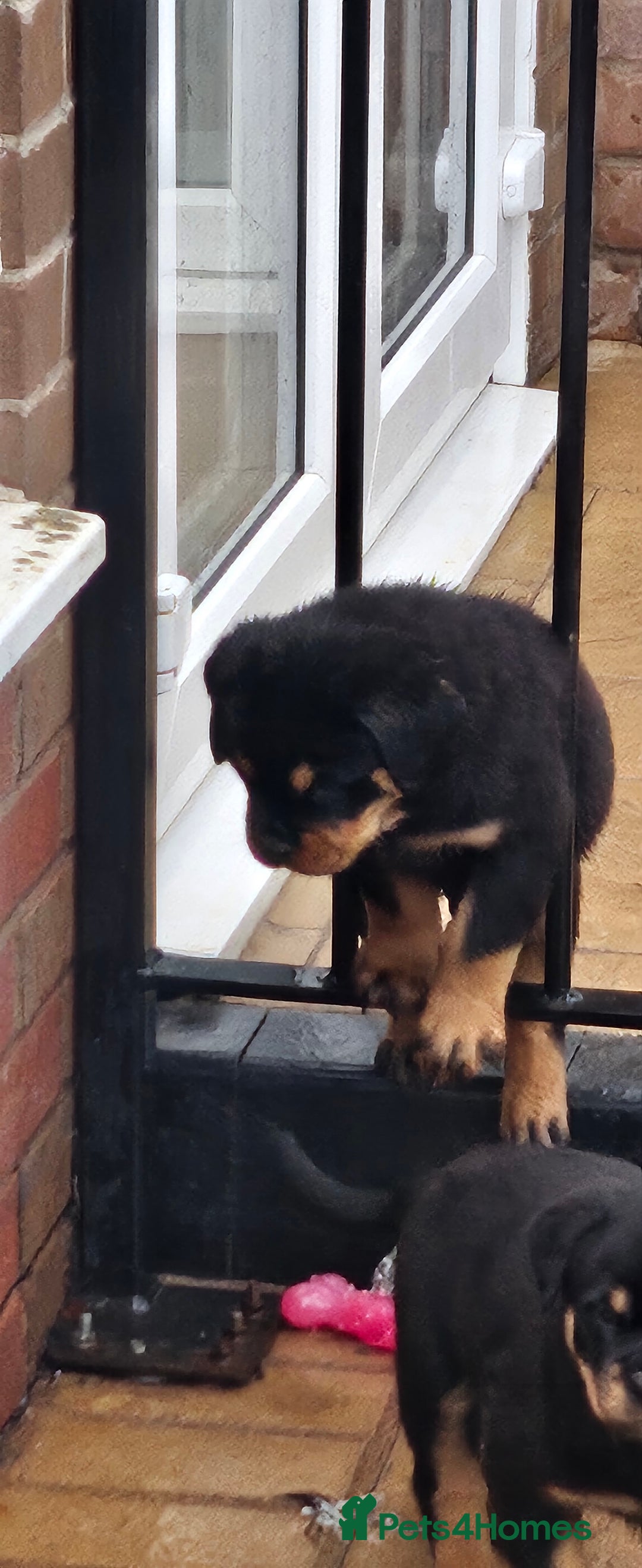 Rottweiler dogs for sale: Suberbly Bred KC Registered Rottweiler Puppies  - Advert 22