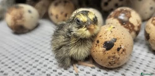 Mixed Breed birds Fertile Jumbo Quail Eggs - Advert 2