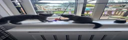 British Shorthair cats for sale: Beautiful British shorthair kittens - Advert 17