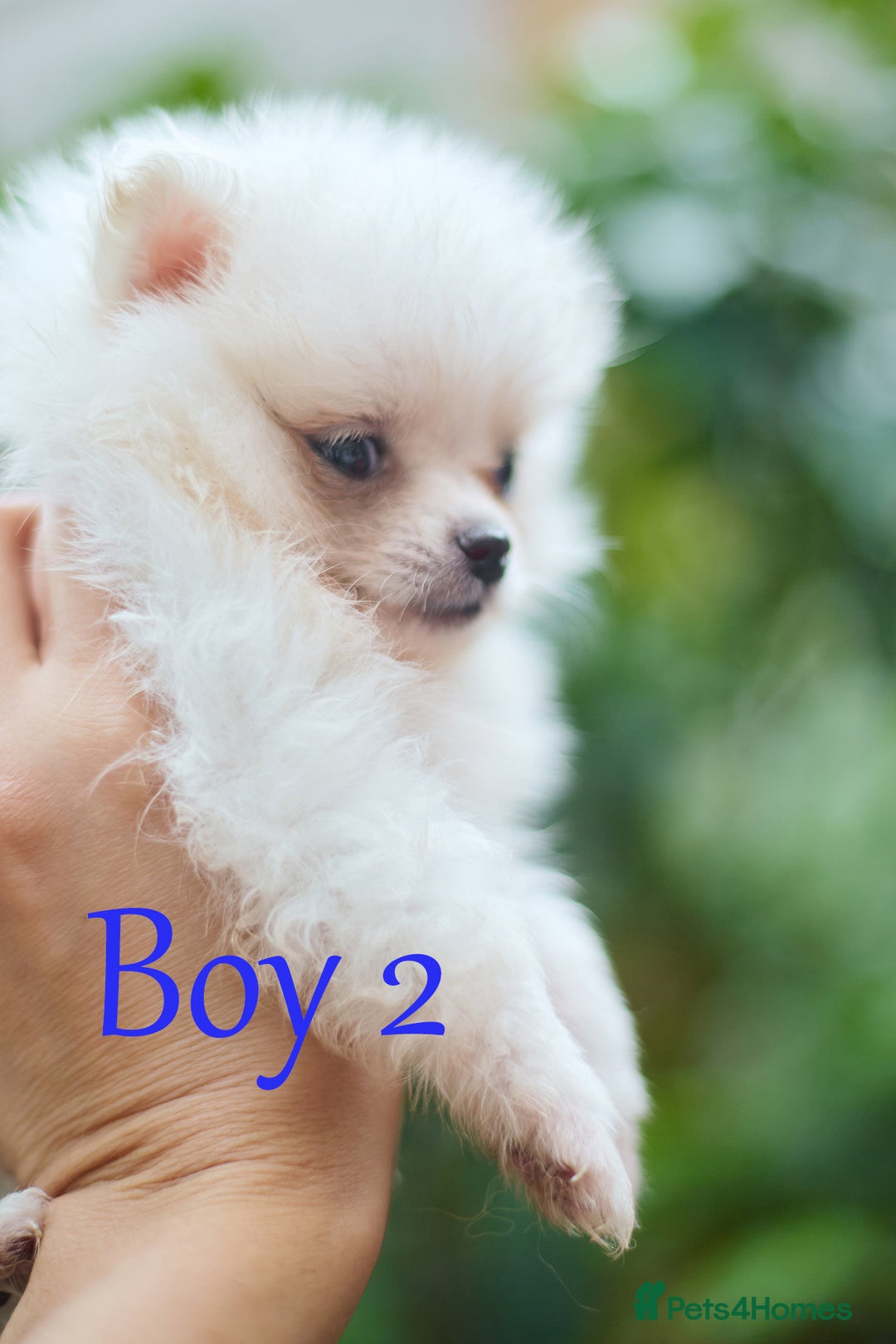 Pomeranian dogs for sale: KC Pomeranian puppies (Korean lines) - Image 21
