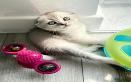 Scottish Fold cats for sale: The last Scottish Kitten ready for a loving home - Image 25