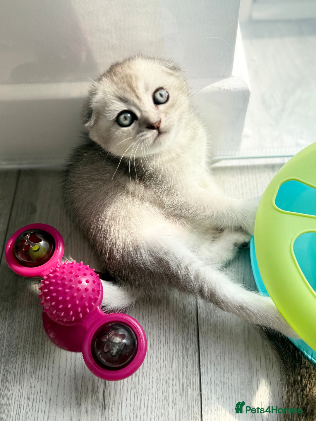 Scottish Fold cats for sale: The last Scottish Kitten ready for a loving home - Image 25