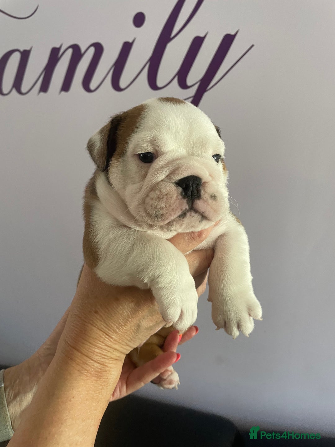 English Bulldog dogs for sale: 4 KC English Bulldog Puppies  - Image 29