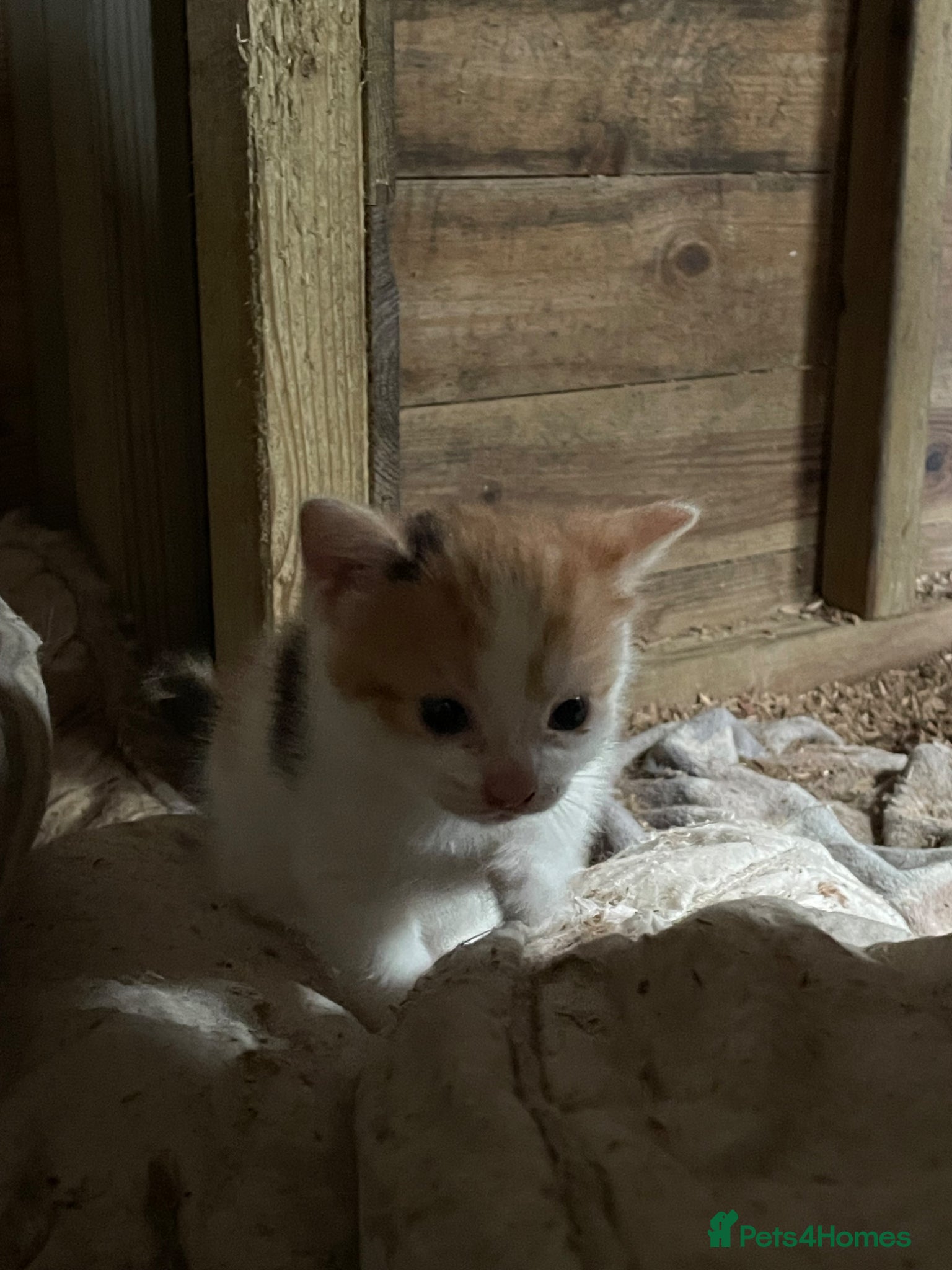 British Shorthair cats for sale: Gorgeous boys and girl kittens  - Advert 9