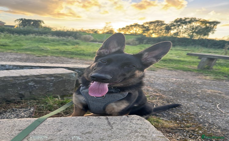 Mixed Breed dogs - Advert 12