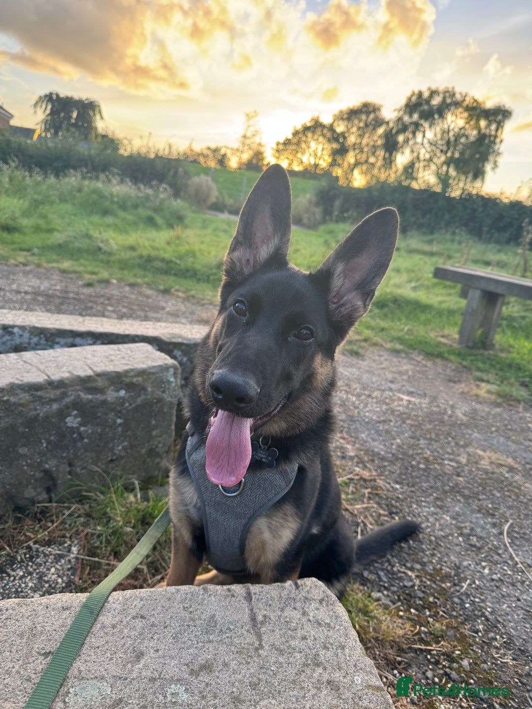 Mixed Breed dogs for sale: 6 month old German Shepherd Cross - Image 1
