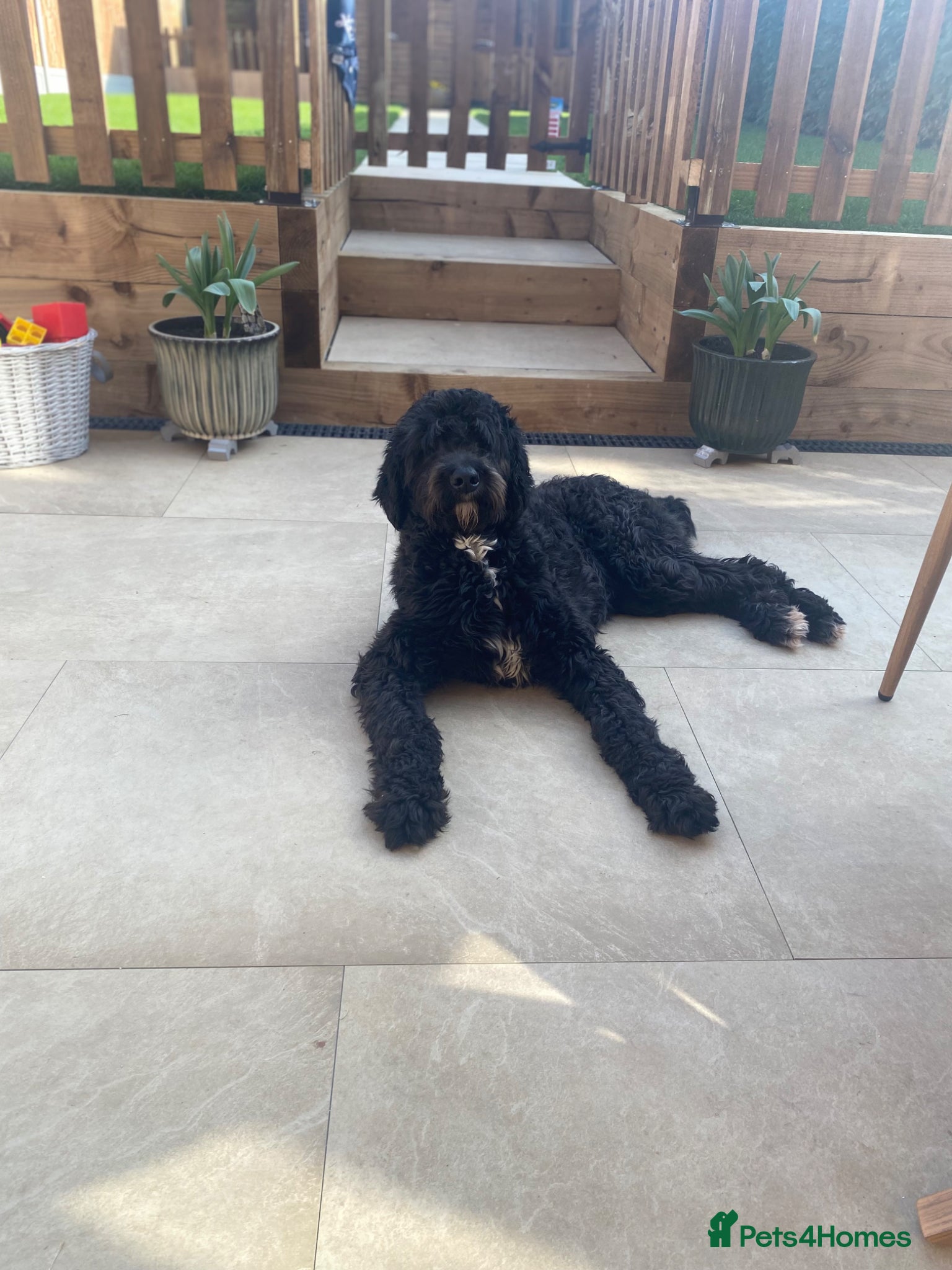 Mixed Breed dogs for sale: *DUE IN MAY* Australian Bernedoodles  - Advert 1