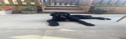 Mixed Breed dogs for sale: *DUE IN MAY* Australian Bernedoodles  - Advert 1