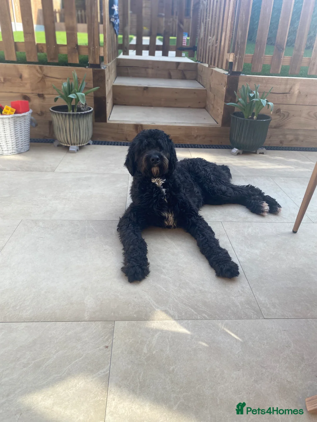 Mixed Breed dogs for sale: *DUE IN MAY* Australian Bernedoodles  - Advert 1