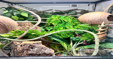 Gecko reptiles - Advert 4