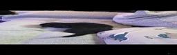 Miniature Dachshund dogs for sale: Long Haired miniature dachshund puppies - Advert 7