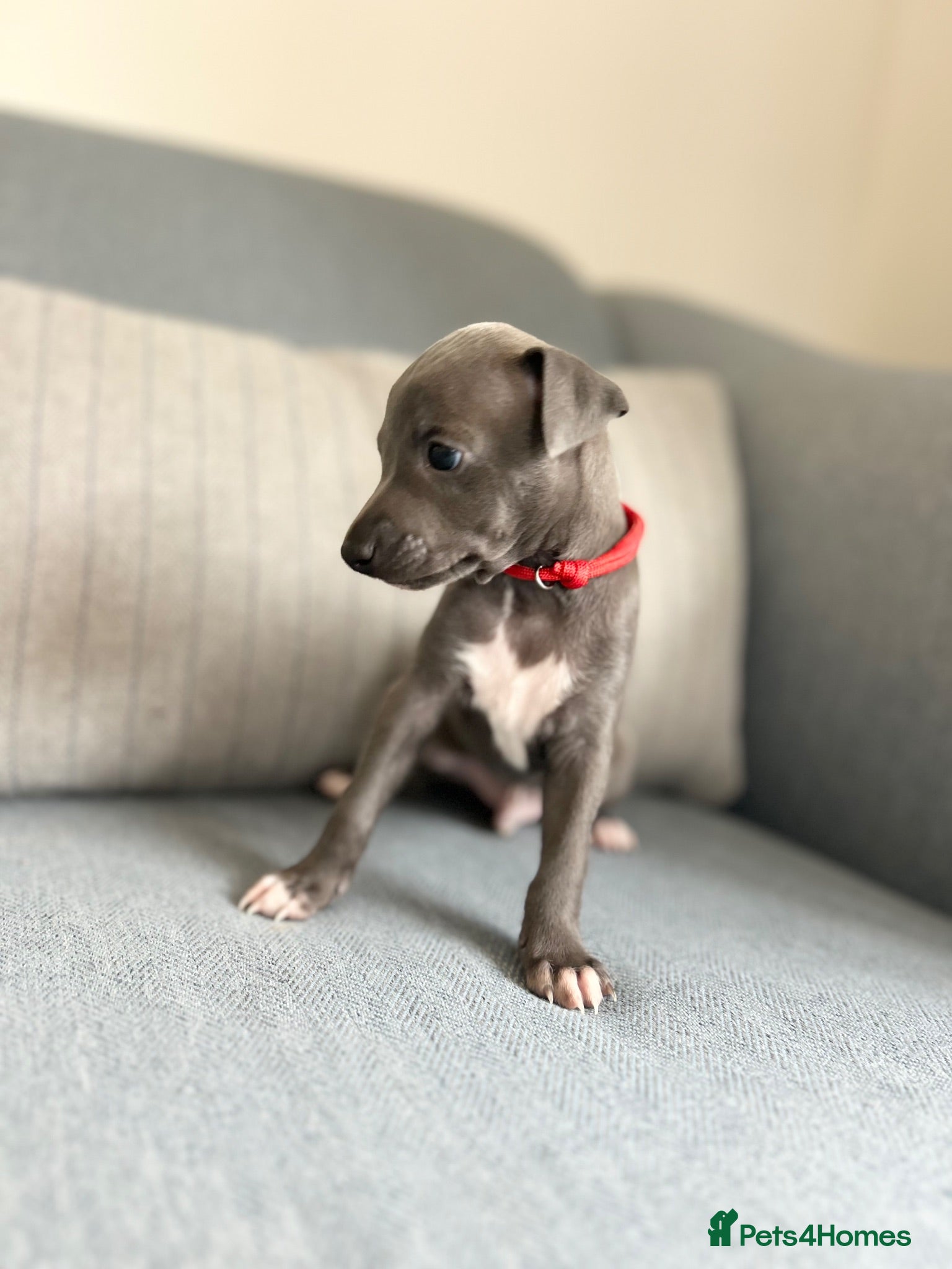 Italian Greyhound dogs Outstanding KC reg Italian greyhound puppies  - Advert 10