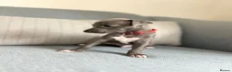 Italian Greyhound dogs for sale: Outstanding KC reg Italian greyhound puppies  - Advert 3