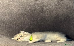 British Shorthair cats for sale: TICA Chunky Golden/Blue Golden BritishSH kittens  - Image 16
