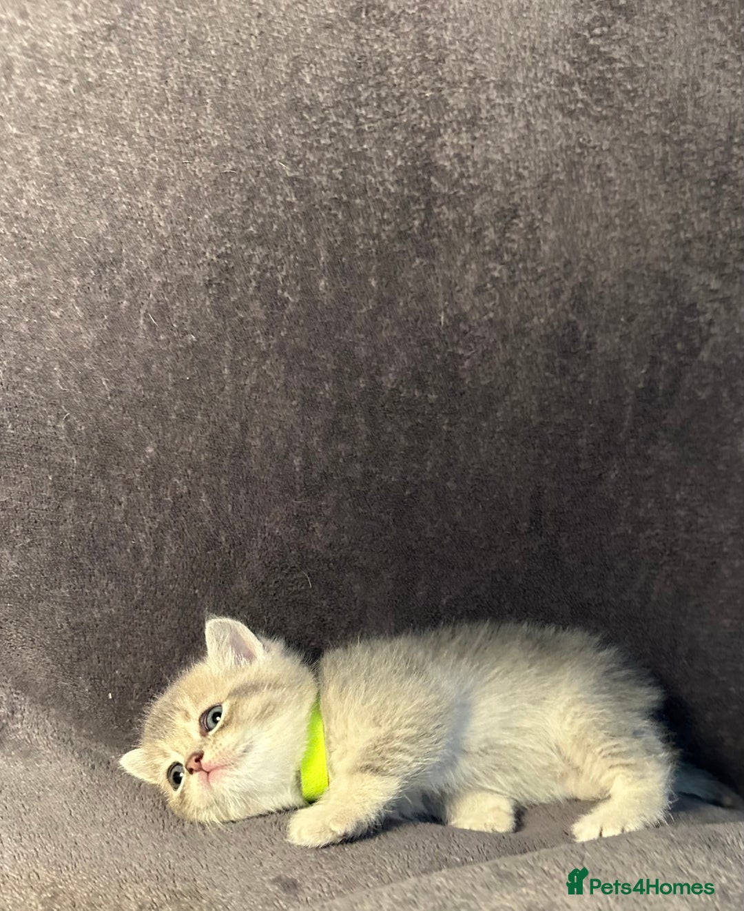 British Shorthair cats for sale: TICA Chunky Golden/Blue Golden BritishSH kittens  - Image 16