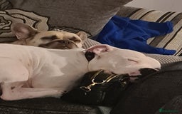 Mixed Breed dogs for sale: Male frenchie X staffy - Image 6
