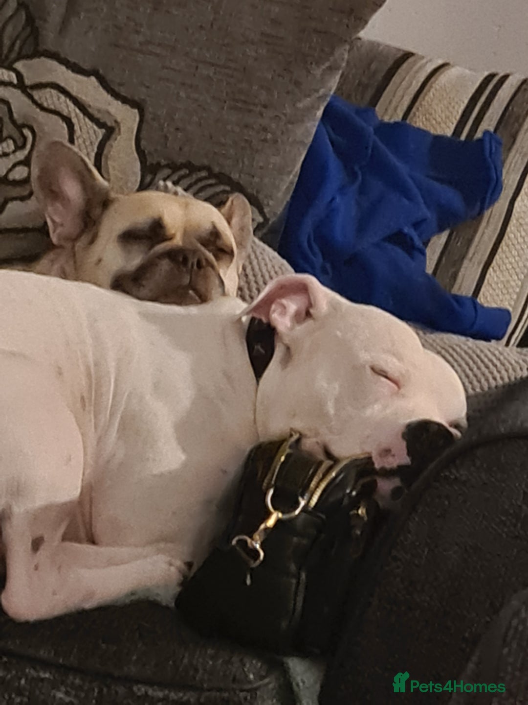 Mixed Breed dogs for sale: Male frenchie X staffy - Image 6