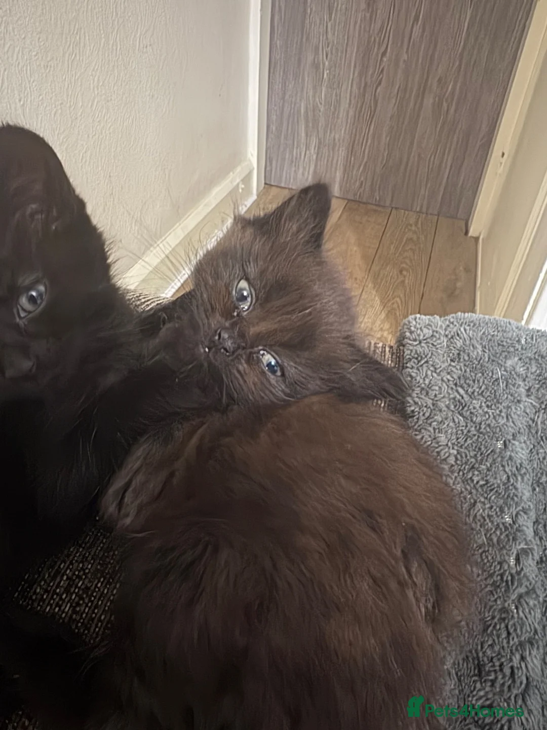 Mixed Breed cats for sale: 2 beautiful babies  - Advert 4