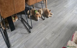 Japanese Shiba Inu dogs for sale: Stunning Shibas  in Llanybydder - Image 30