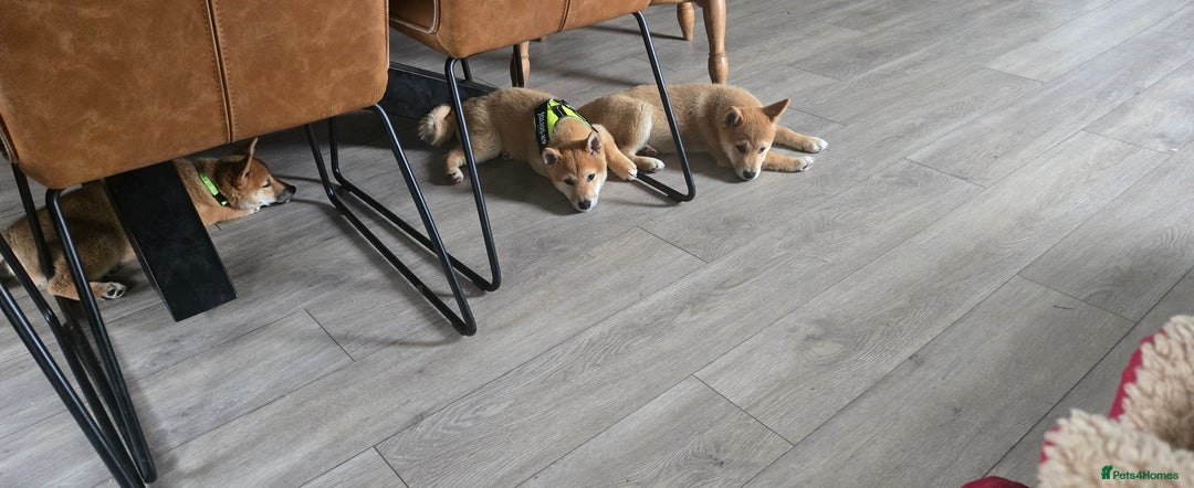 Japanese Shiba Inu dogs for sale: Stunning Shibas  in Llanybydder - Image 30