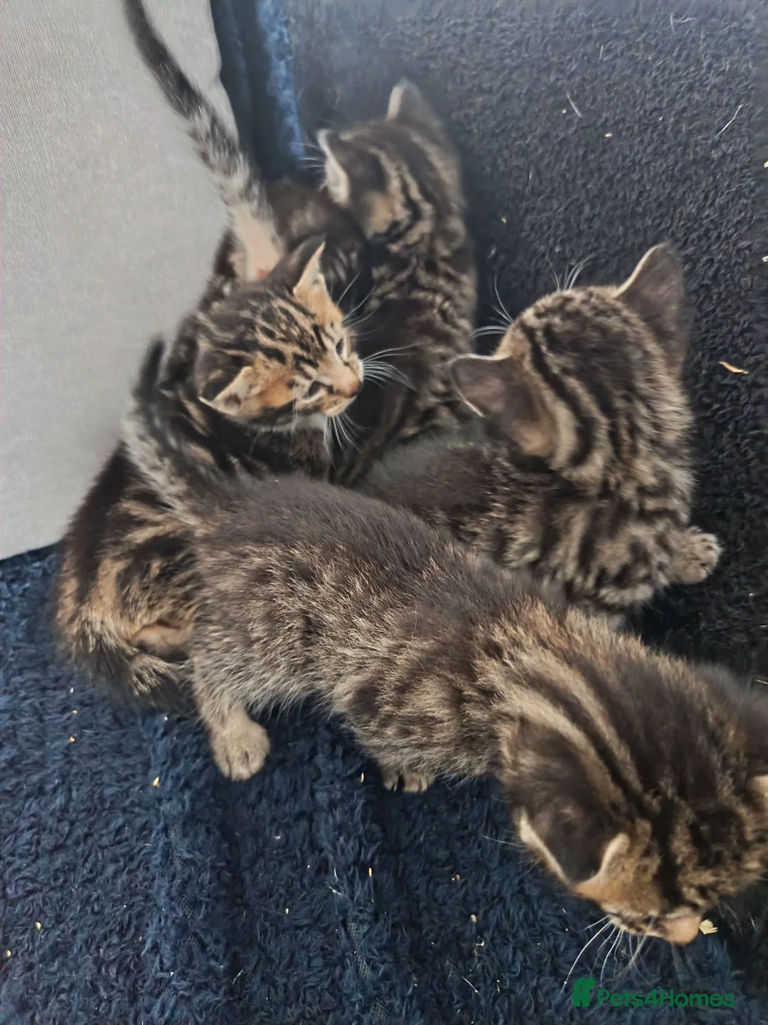 Mixed Breed cats for sale: Bengal cross  - Advert 1