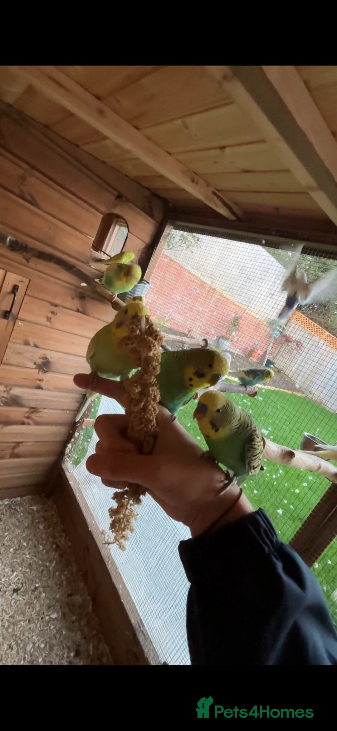Budgerigars birds for sale: 7 semi-tame budgies  in Weymouth - Advert 4