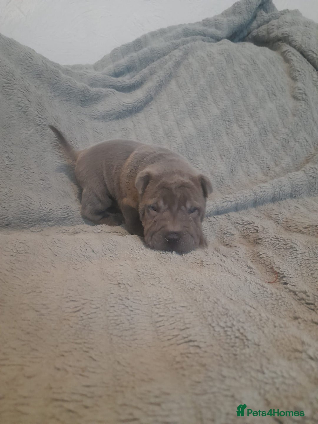 Shar Pei dogs for sale: Beautiful shar-pai pups  - Advert 1