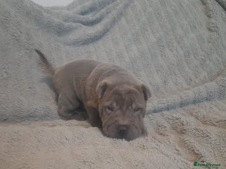 Shar Pei dogs Beautiful shar-pai pups - Advert 2