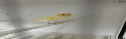Canaries birds for sale: Yellow dimorphic hen & cock  - Advert 1