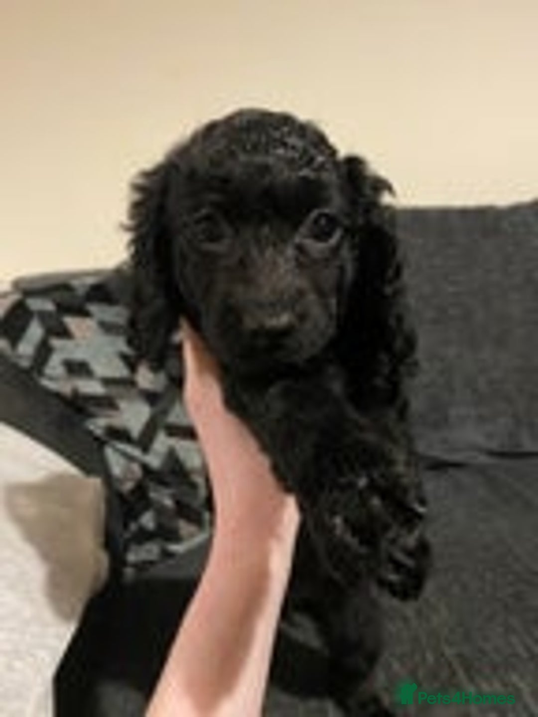 Cockapoo dogs for sale: 1 female left beautiful F2 Cockapoo puppies  - Advert 9
