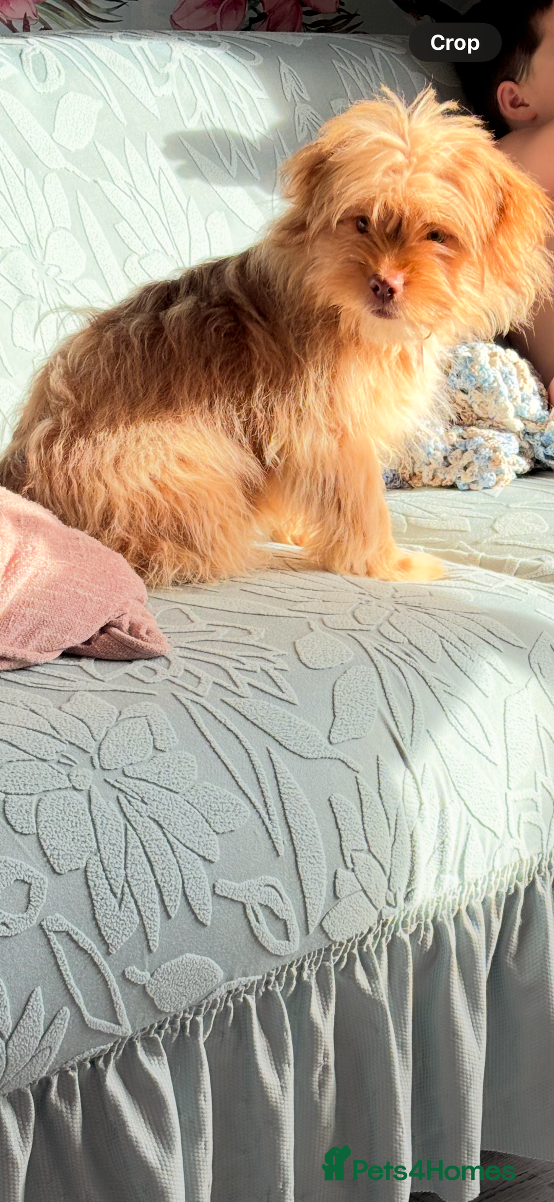 Mixed Breed dogs for sale: 6month old shihtzu x pomeranian - Advert 4